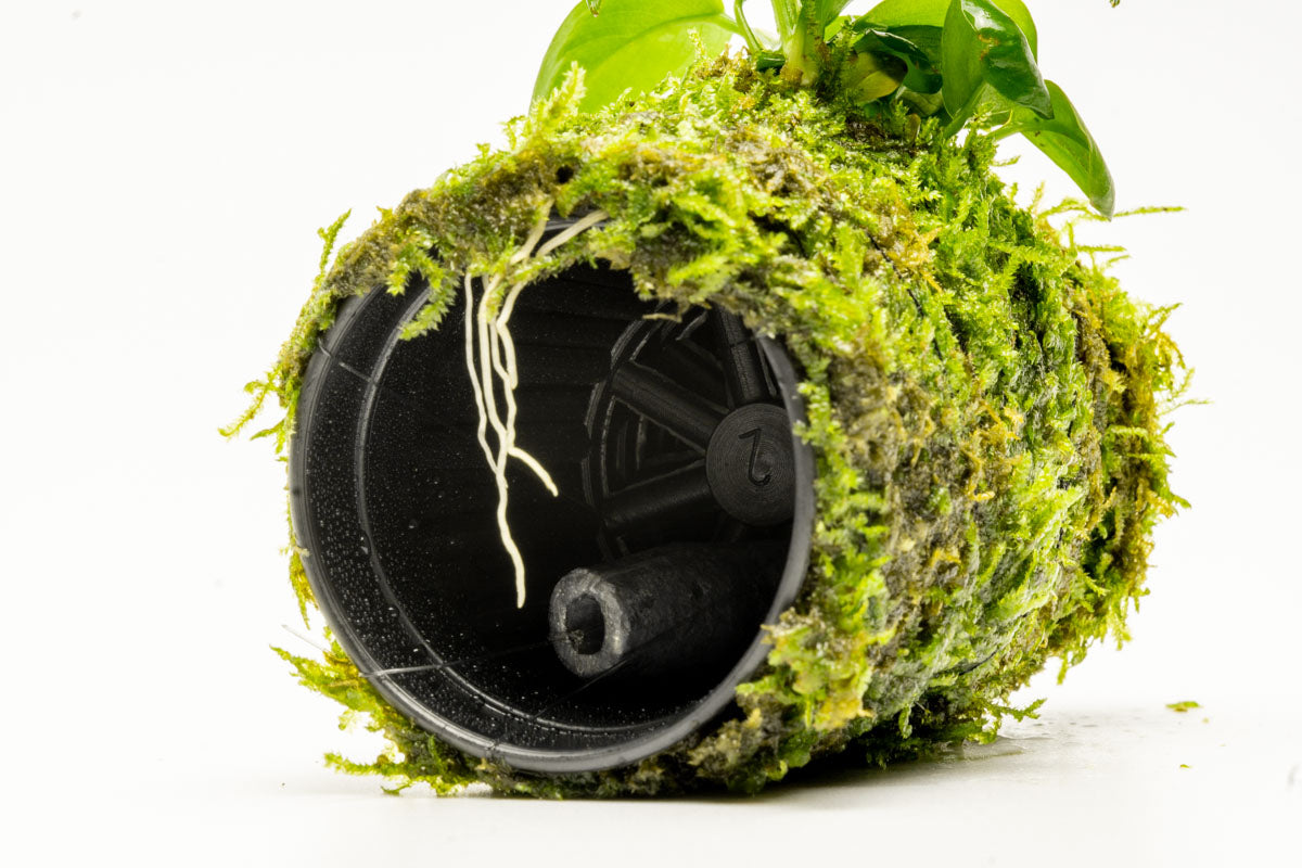 Anubias Nana Moss Tower Live Aquarium Plant Decor for Planted Tank