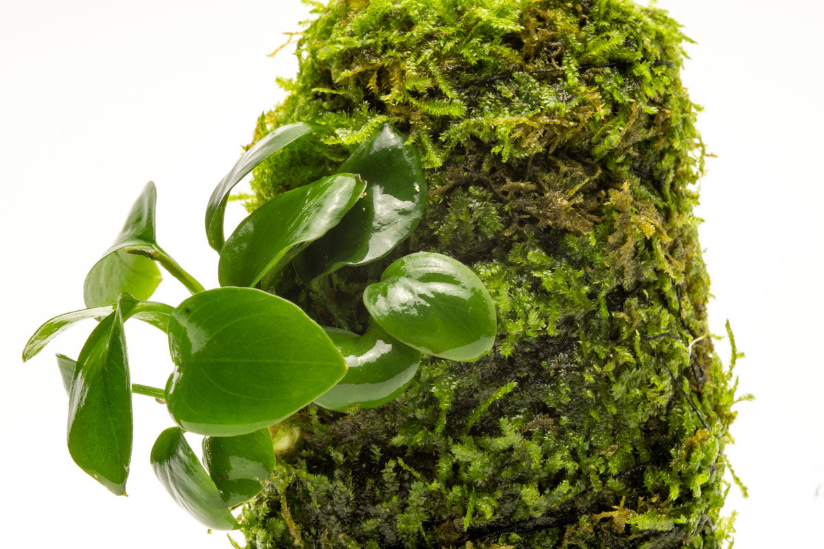 Anubias Nana Moss Tower Live Aquarium Plant Decor for Planted Tank