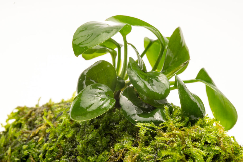 Anubias Nana Moss Tower Live Aquarium Plant Decor for Planted Tank