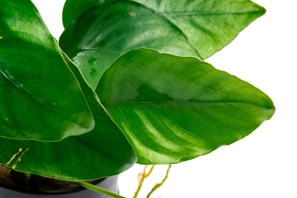 Anubias Barteri Easy Low Light Aquarium Aquatic Plant - Glass Aqua