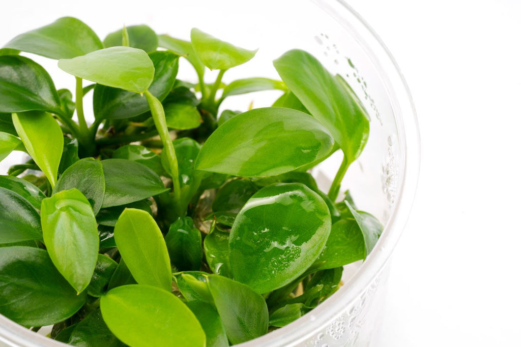 Anubias Barteri Easy Low Light Aquarium Aquatic Plant - Glass Aqua