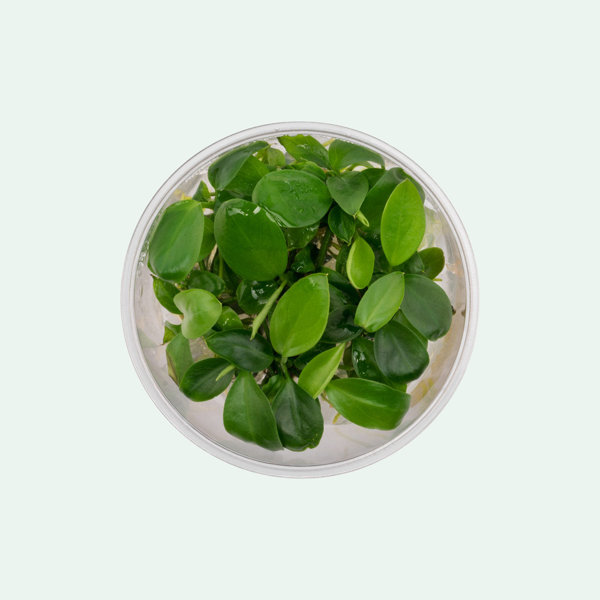 Anubias Barteri Easy Low Light Aquarium Aquatic Plant - Glass Aqua