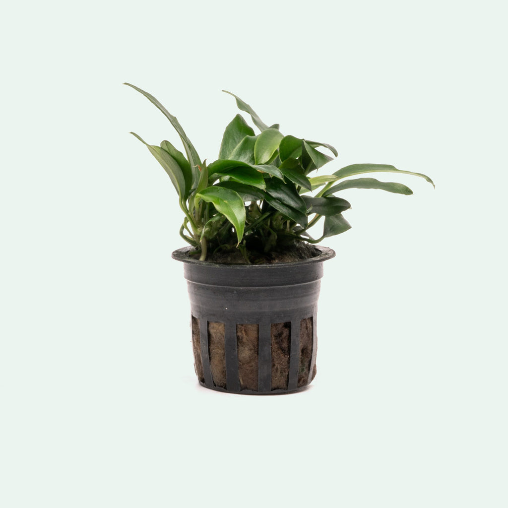 Anubias Chili Jalapeno | Rare Anubias Aquarium Plant