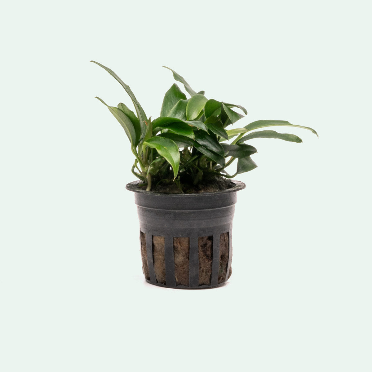 Anubias Chili Jalapeno | Rare Anubias Aquarium Plant