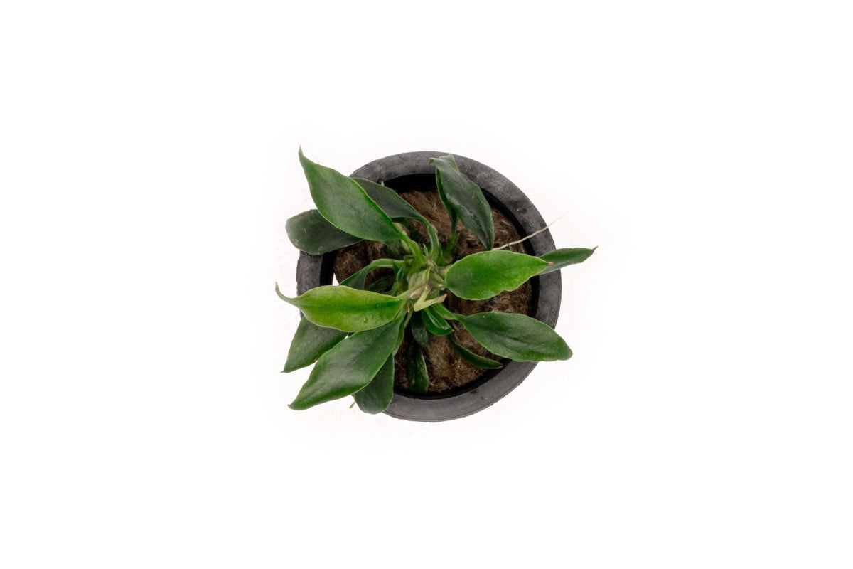 Anubias Chili Mini | Rare Anubias Aquarium Plant