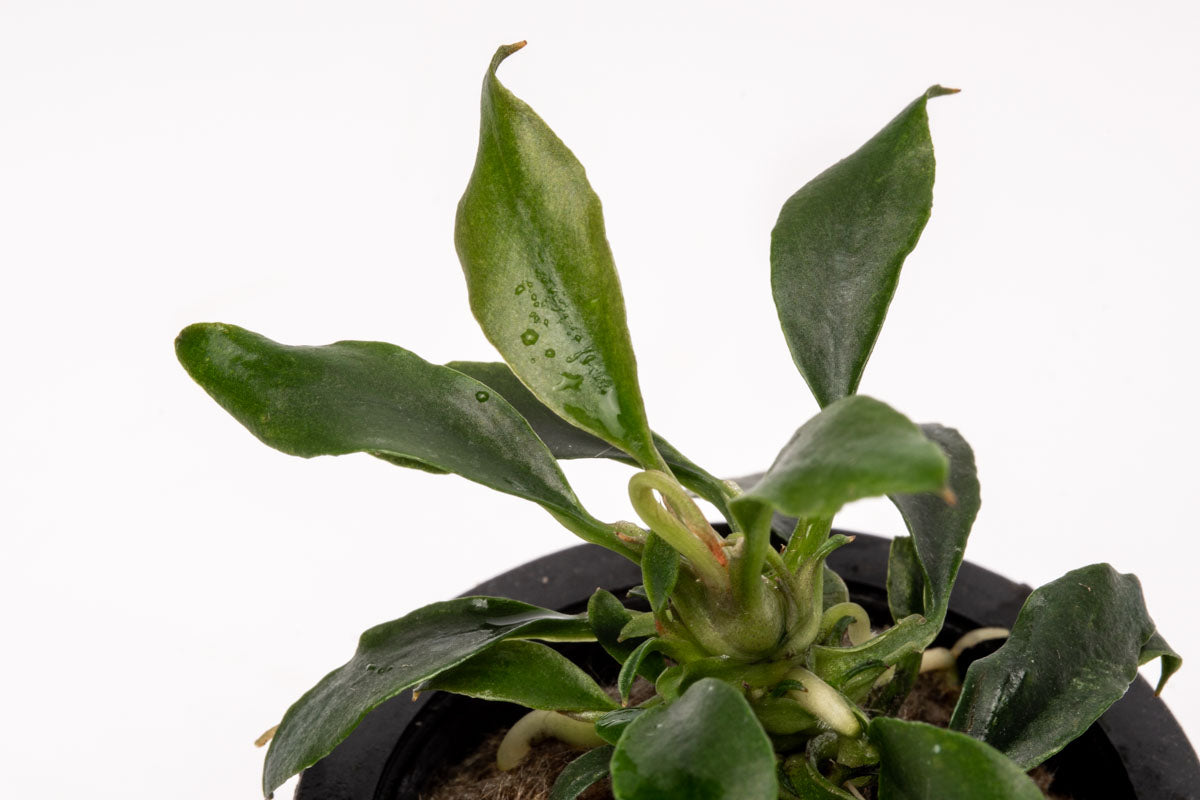 Anubias Chili Mini - Glass Aqua