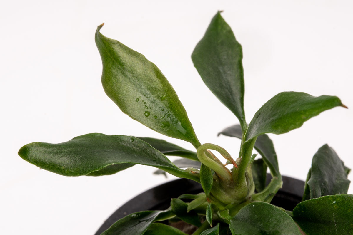 Anubias Chili Mini | Rare Anubias Aquarium Plant