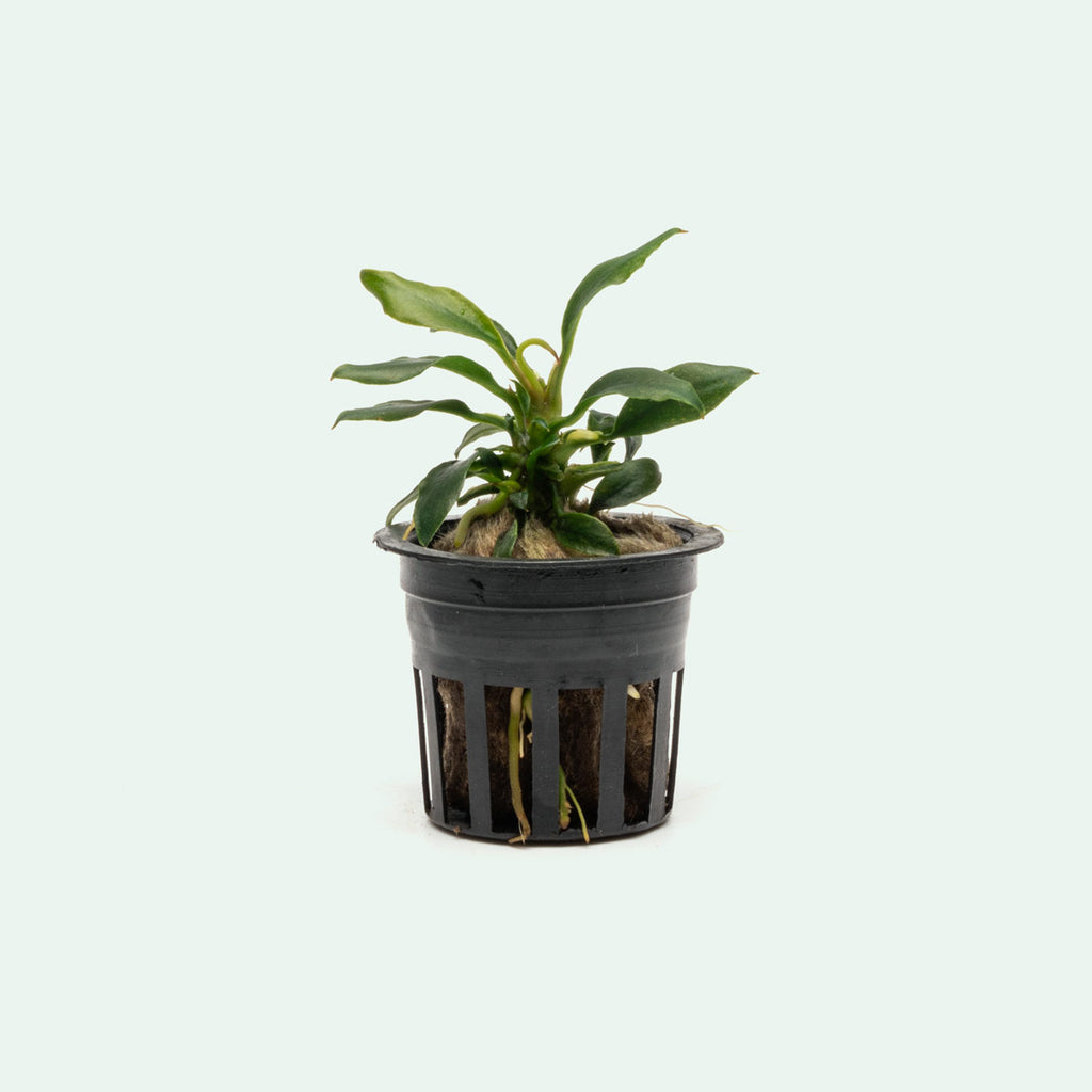 Anubias Chili Mini | Rare Anubias Aquarium Plant