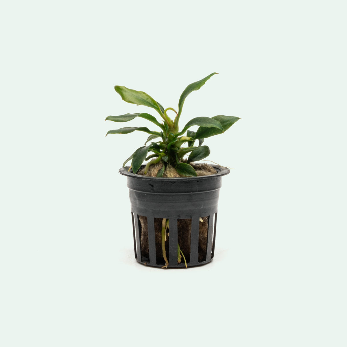 Anubias Chili Mini | Rare Anubias Aquarium Plant