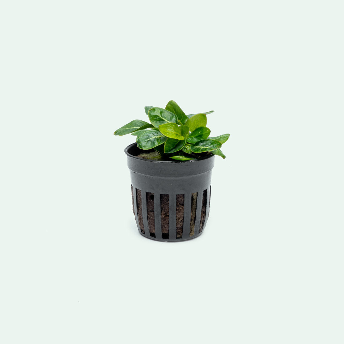 Anubias Giant Stardust - Shop Live Aquarium Plants | Glass Aqua