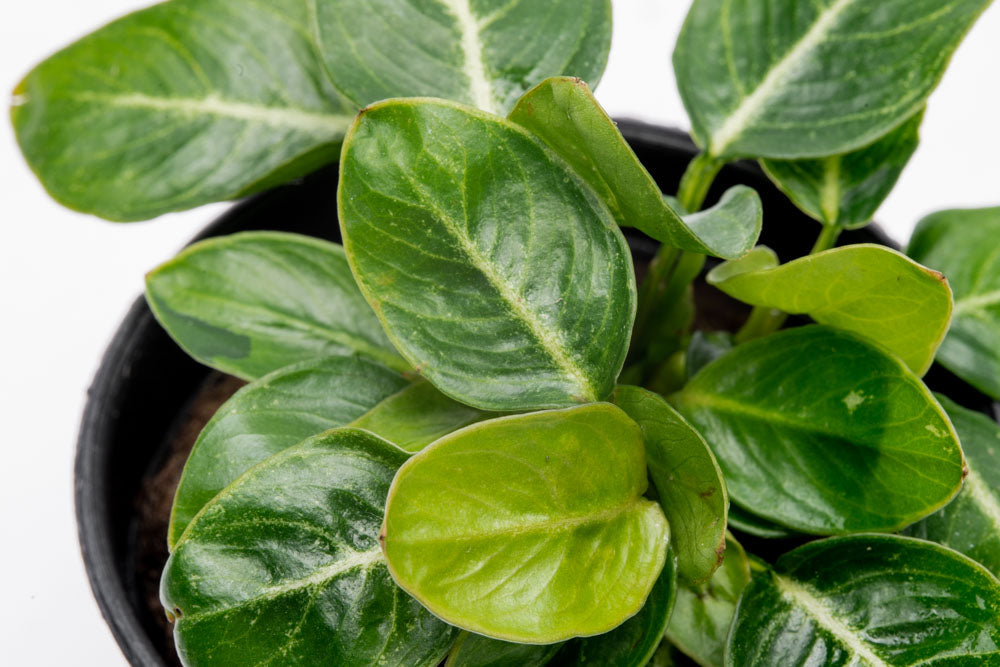 Anubias Giant Stardust - Shop Live Aquarium Plants | Glass Aqua