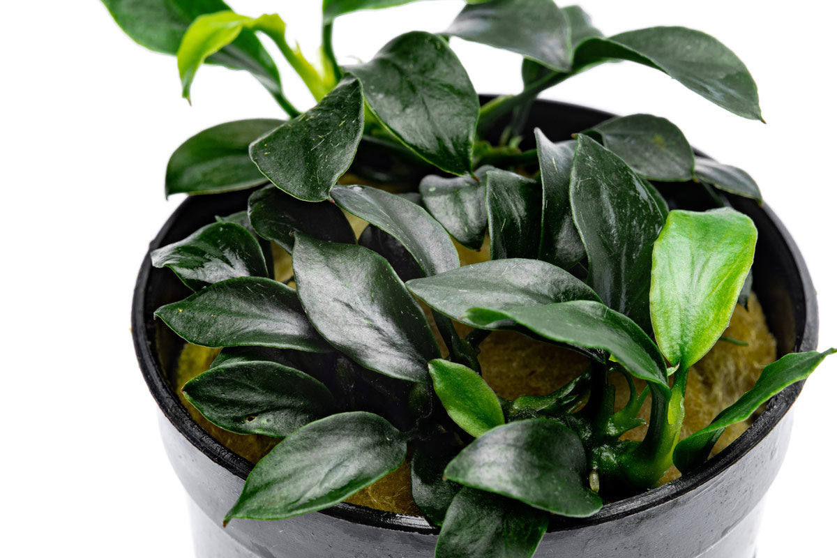 Anubias Jungle Star Rare Anubias | Beginner Aquarium Plants - Glass Aqua