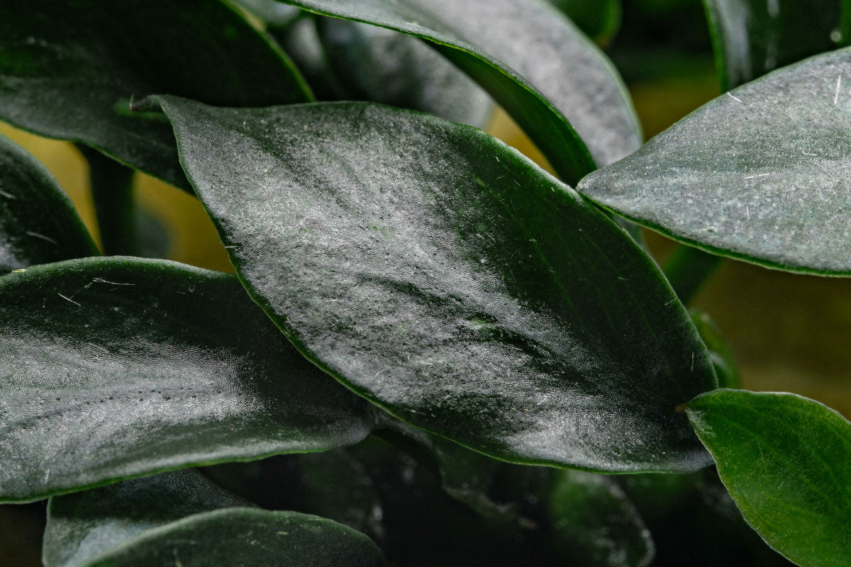 Anubias Jungle Star Rare Anubias | Beginner Aquarium Plants - Glass Aqua