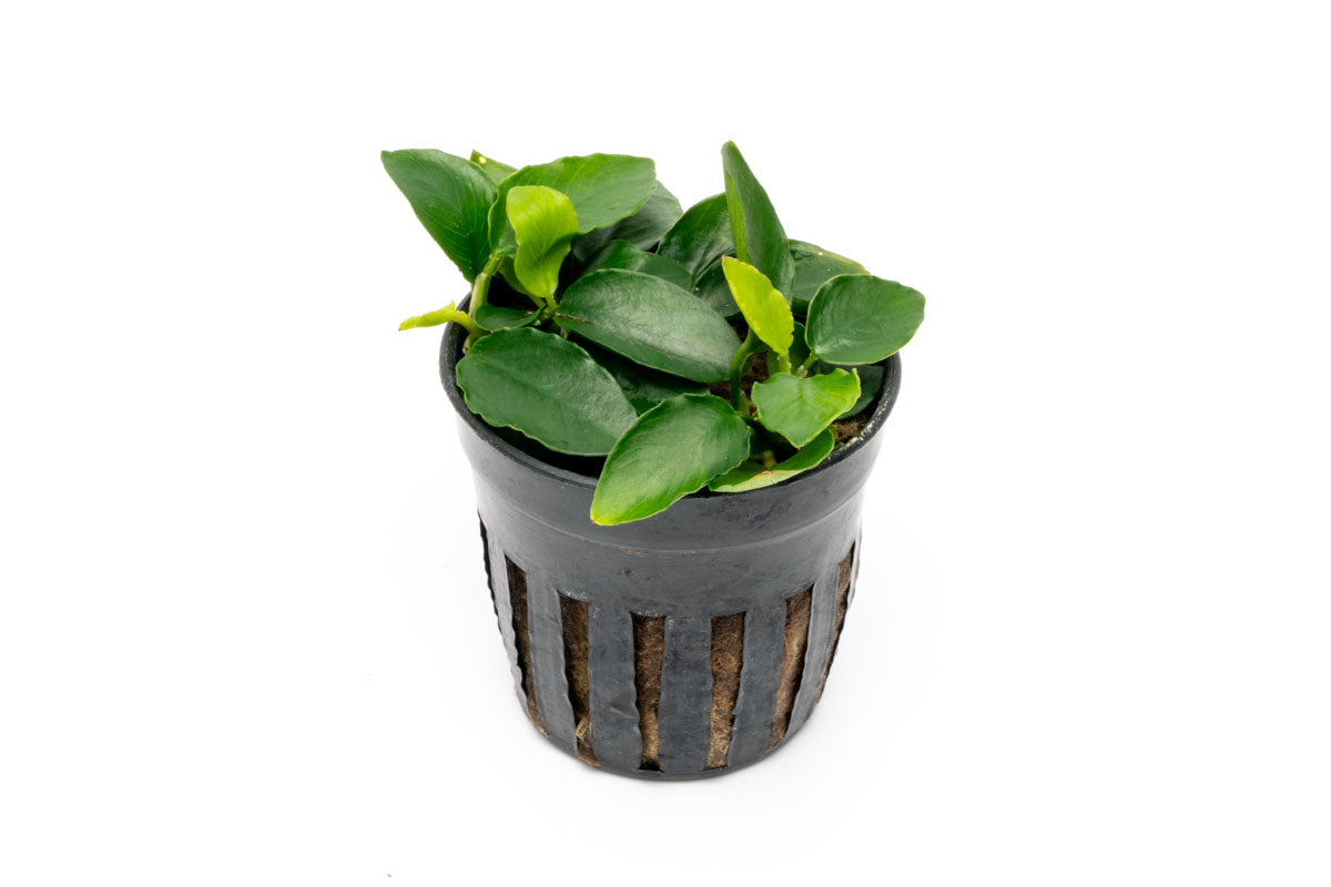 Anubias Nana Long Wavy - Glass Aqua