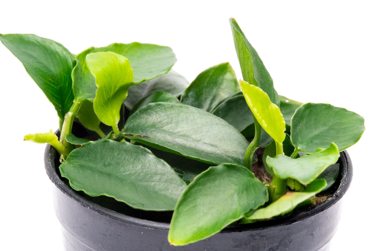 Anubias Nana Long Wavy - Glass Aqua