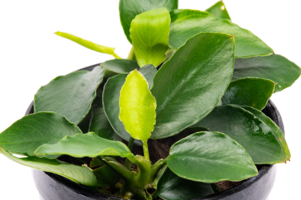 Anubias Nana Long Wavy - Glass Aqua