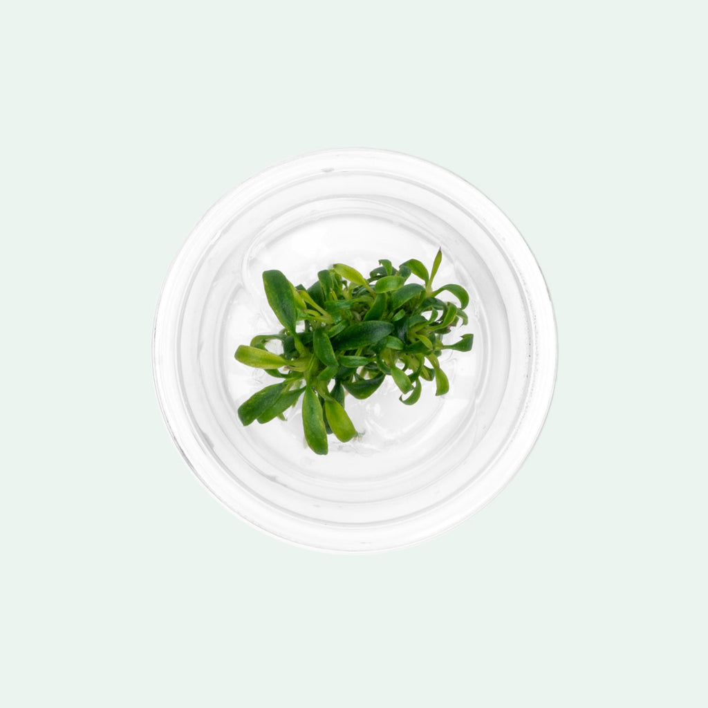 Anubias Minima Dragon Claw | Beginner Aquarium Plants - Glass Aqua