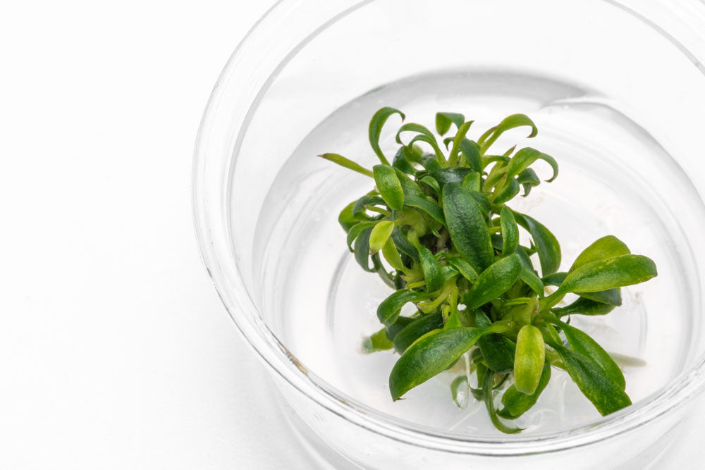 Anubias Minima Dragon Claw | Beginner Aquarium Plants - Glass Aqua