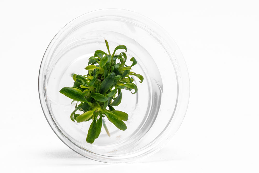 Anubias Minima Dragon Claw | Beginner Aquarium Plants - Glass Aqua