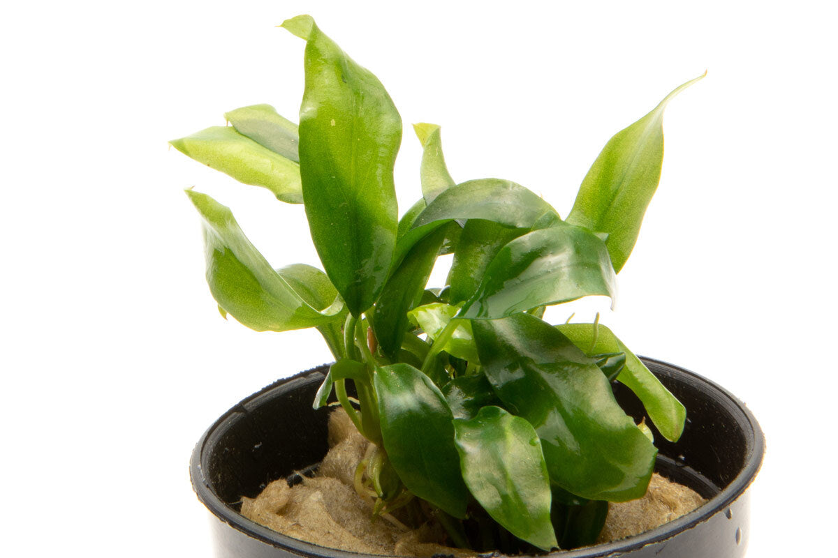 Shop Anubias Minima Mini Aquatic Plants - Glass Aqua