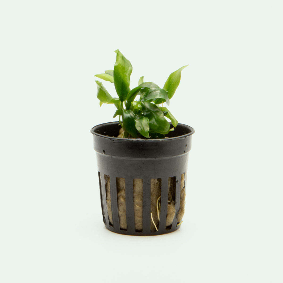 Shop Anubias Minima Mini Aquatic Plants - Glass Aqua