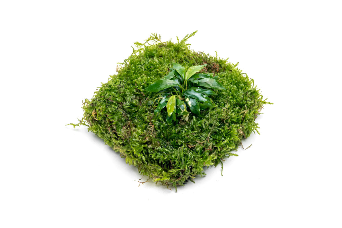 UNS Foresta Paludarium Plant Mat - Shop Paludarium Plants | Glass Aqua