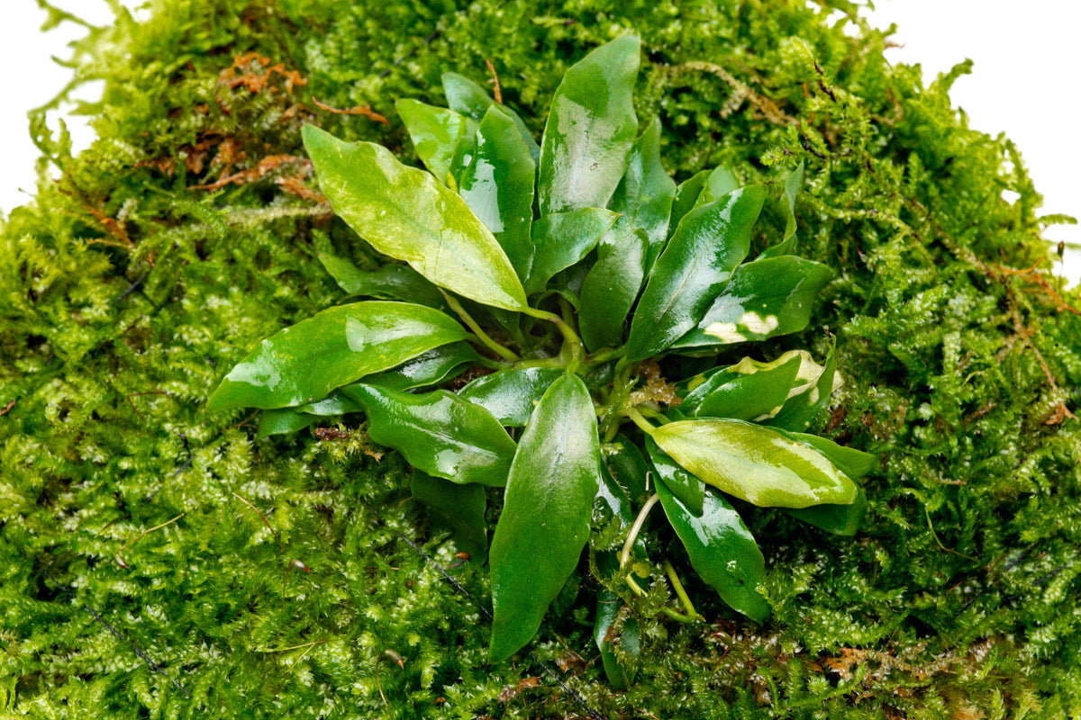 UNS Foresta Paludarium Plant Mat - Shop Paludarium Plants | Glass Aqua