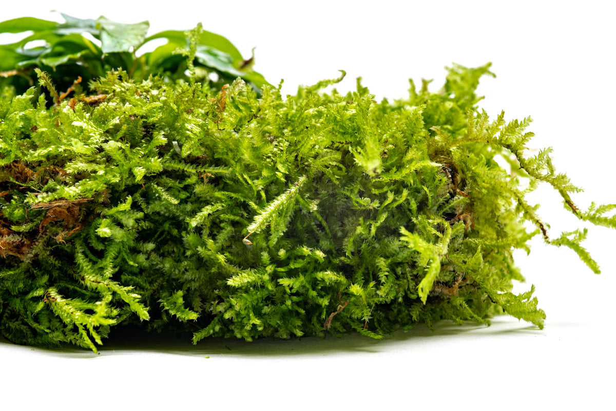 UNS Foresta Paludarium Plant Mat - Shop Paludarium Plants | Glass Aqua