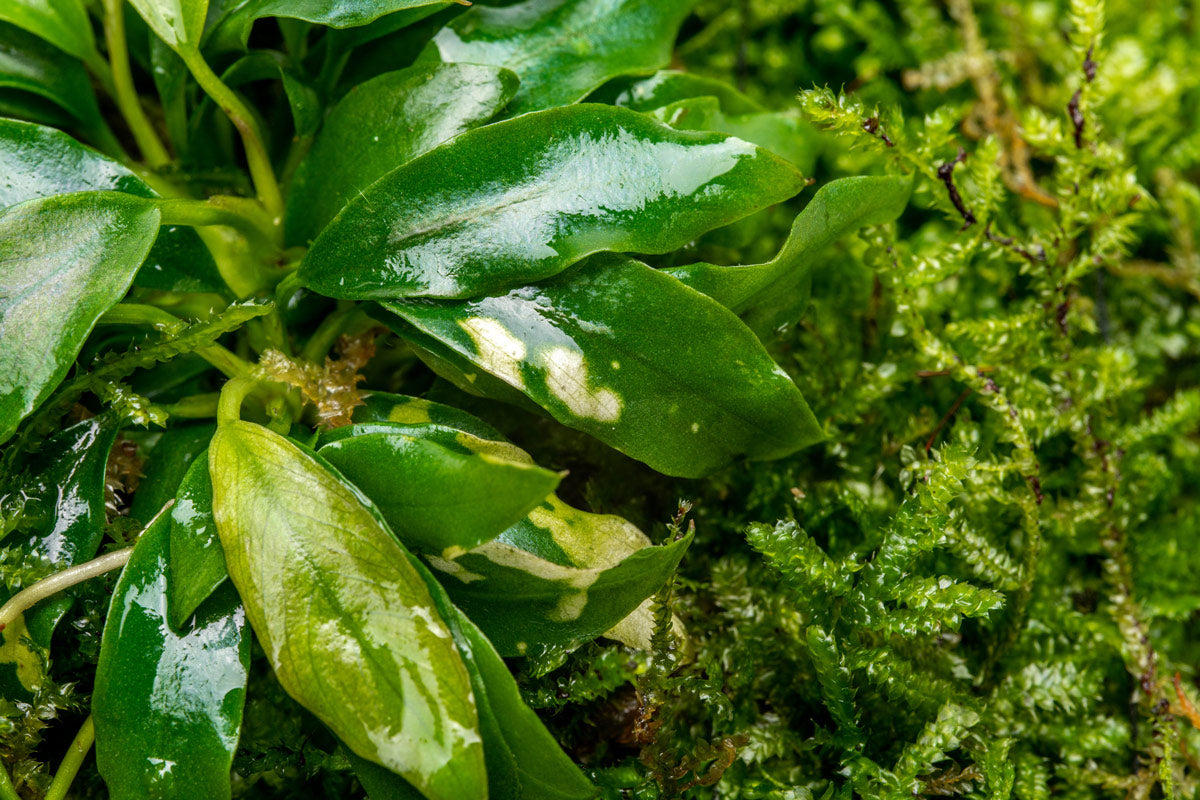 UNS Foresta Paludarium Plant Mat - Shop Paludarium Plants | Glass Aqua