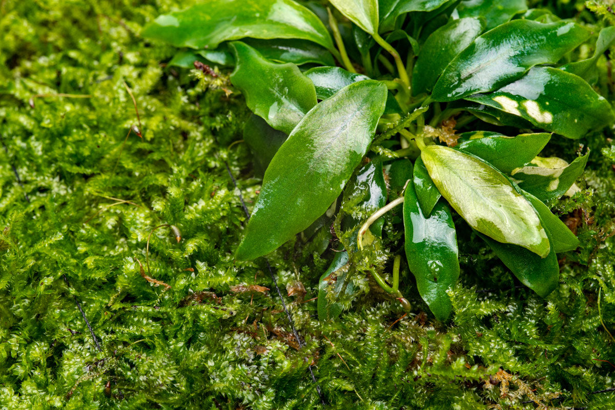 UNS Foresta Paludarium Plant Mat - Shop Paludarium Plants | Glass Aqua