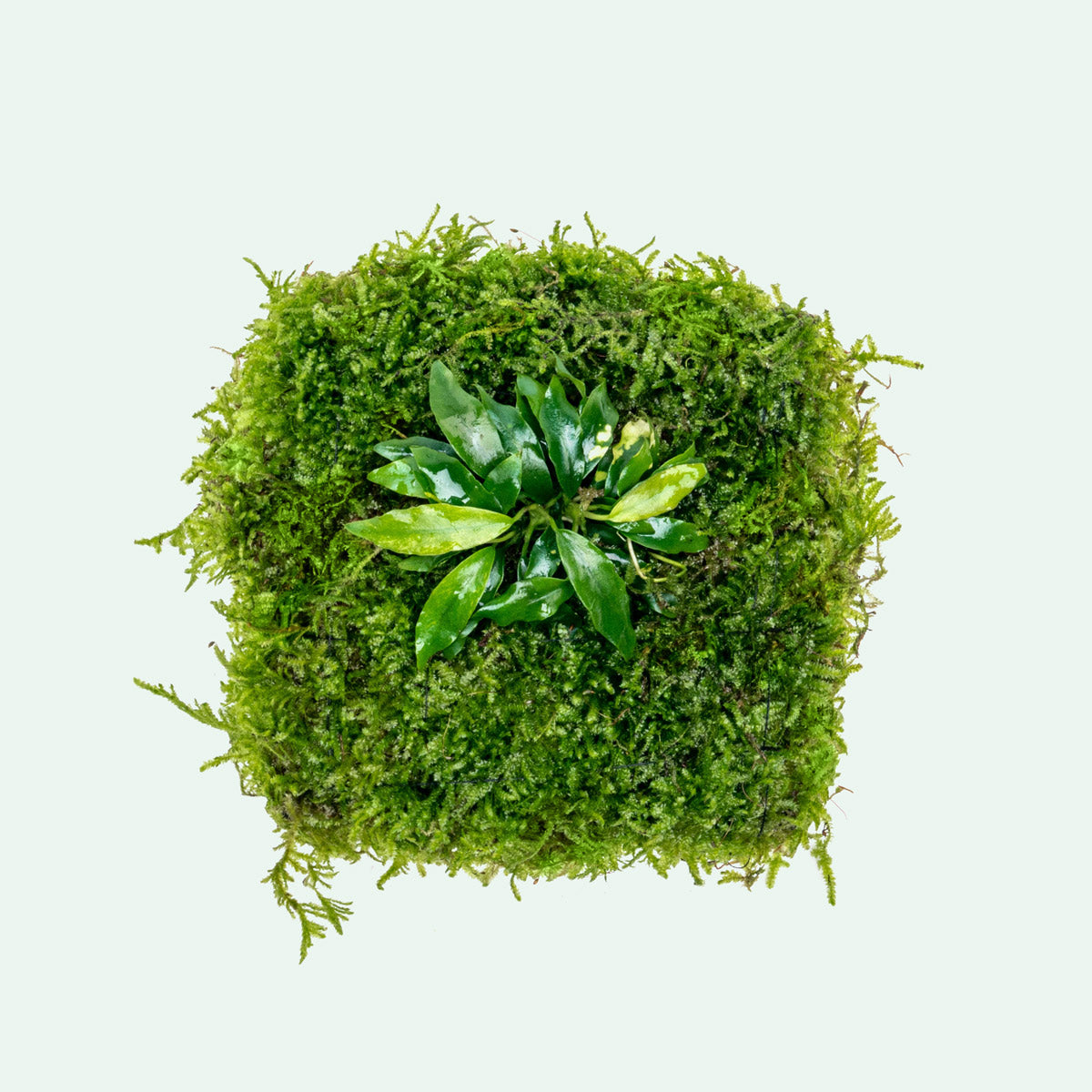 UNS Foresta Paludarium Plant Mat - Shop Paludarium Plants | Glass Aqua