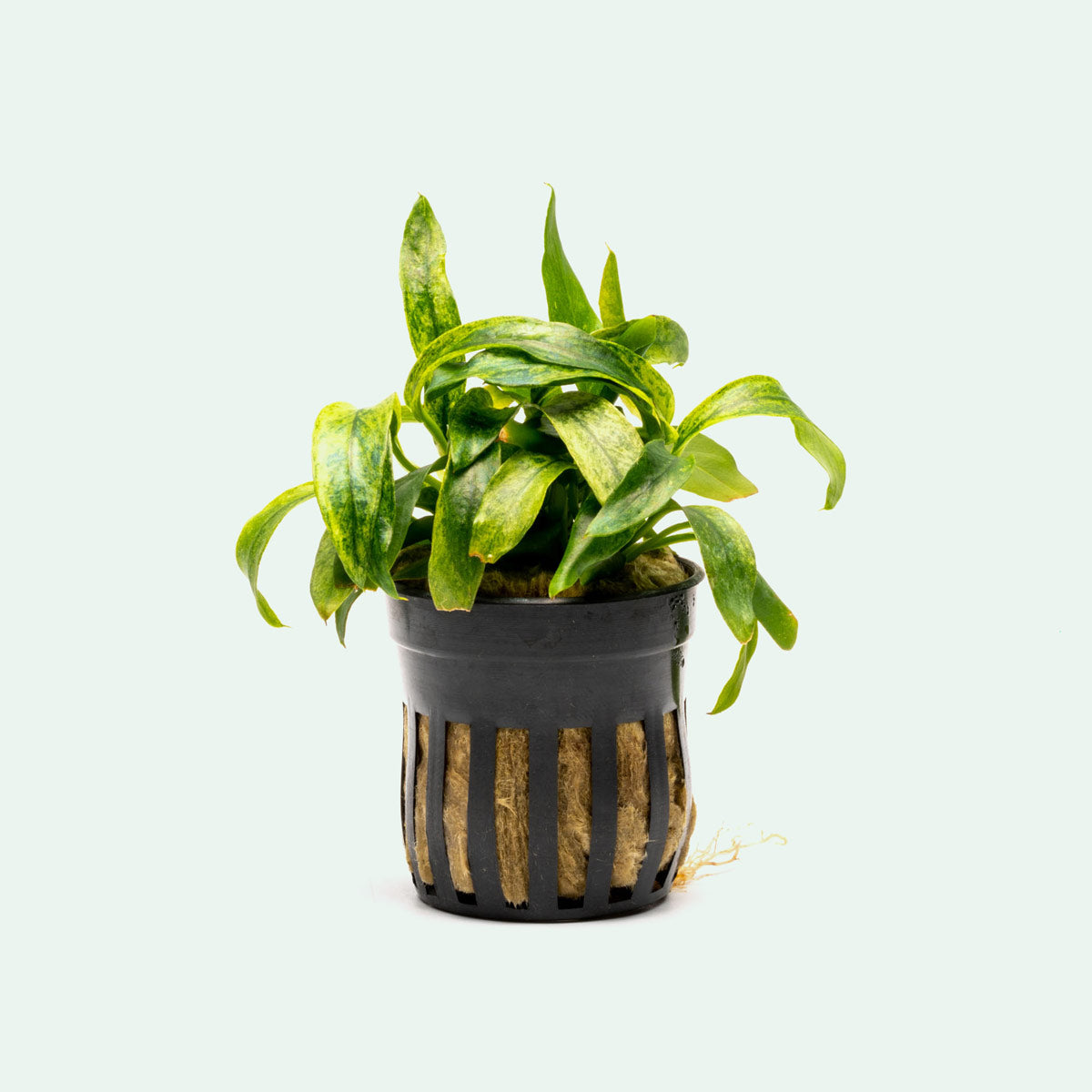 Anubias Minima Variegated Live Easy Aquatic Aquarium Plant