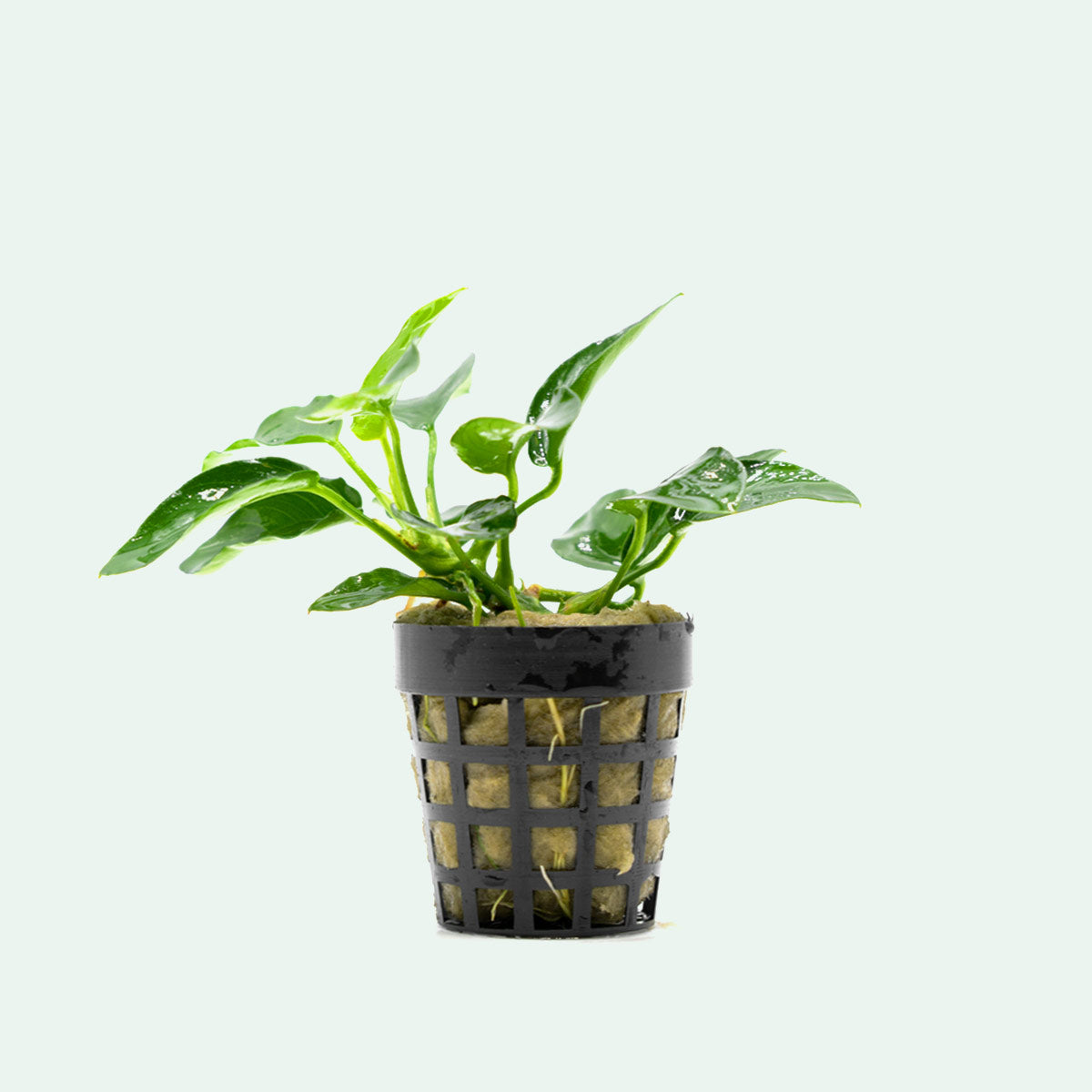 Shop Anubias Nana Bonsai Aquatic Plants - Glass Aqua
