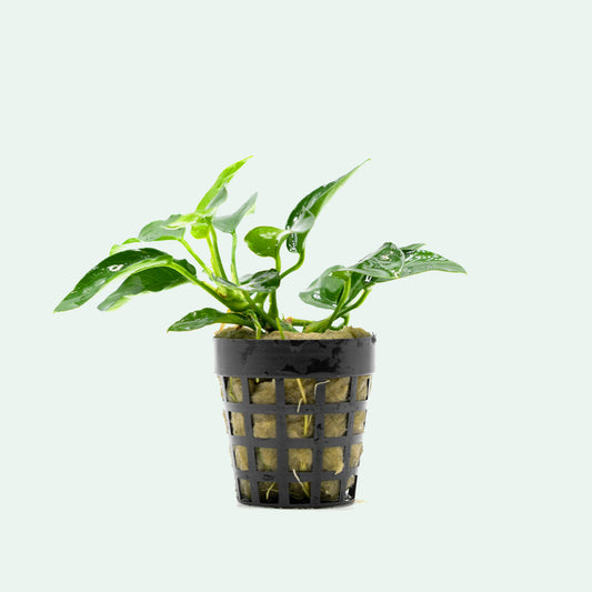 Shop Anubias Nana Bonsai Aquatic Plants - Glass Aqua