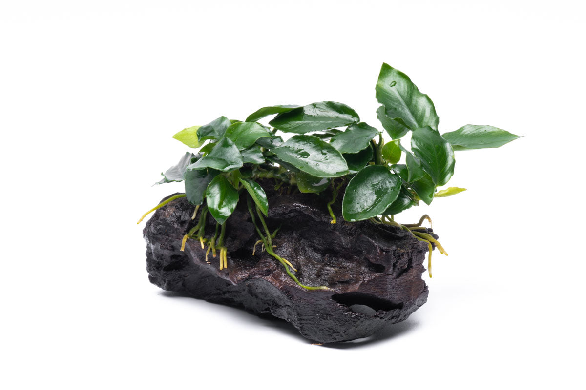 Anubias Nana Long Wavy Easy Aquarium Plant for Planted Tank - Glass Aqua