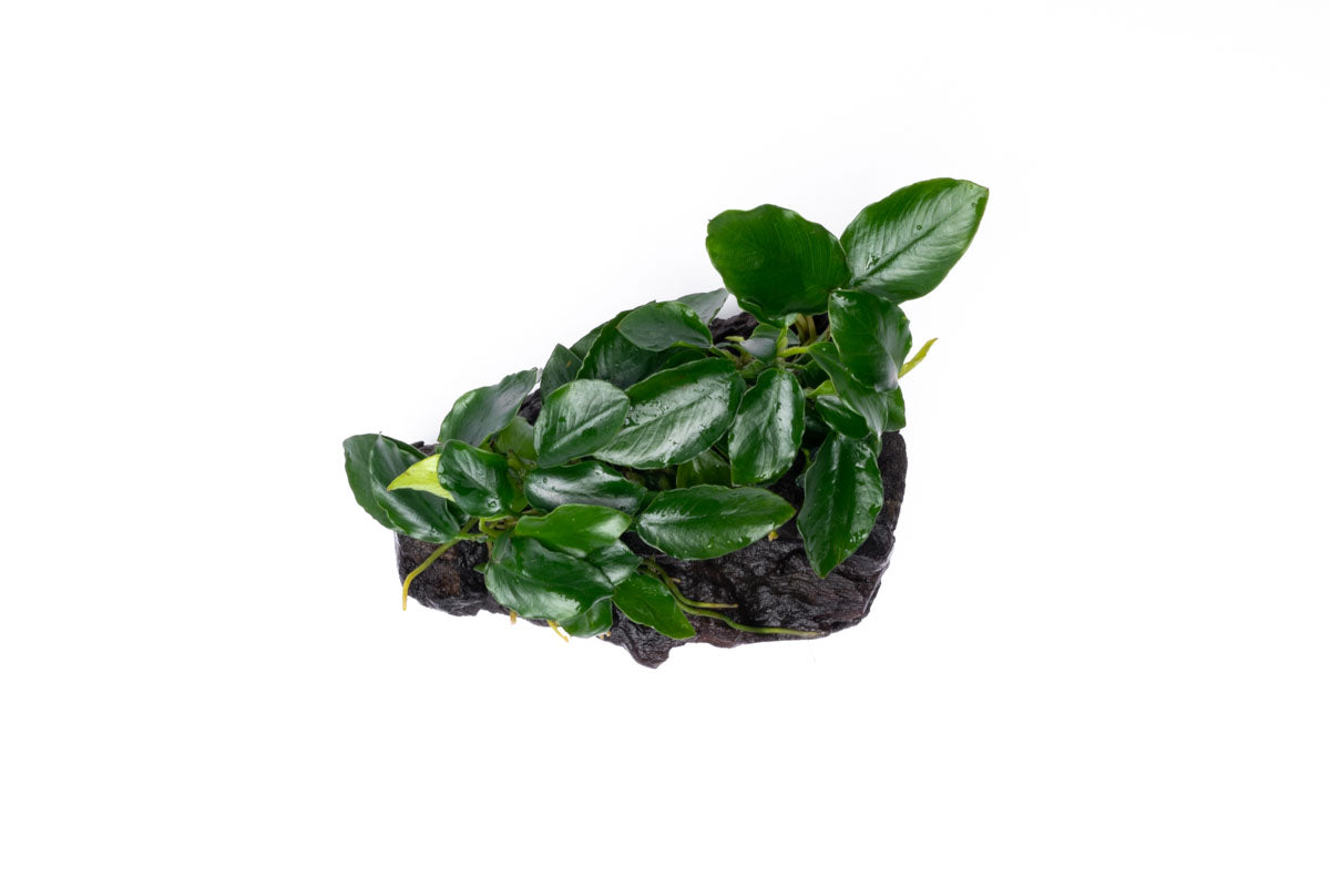 Anubias Nana Long Wavy Easy Aquarium Plant for Planted Tank - Glass Aqua