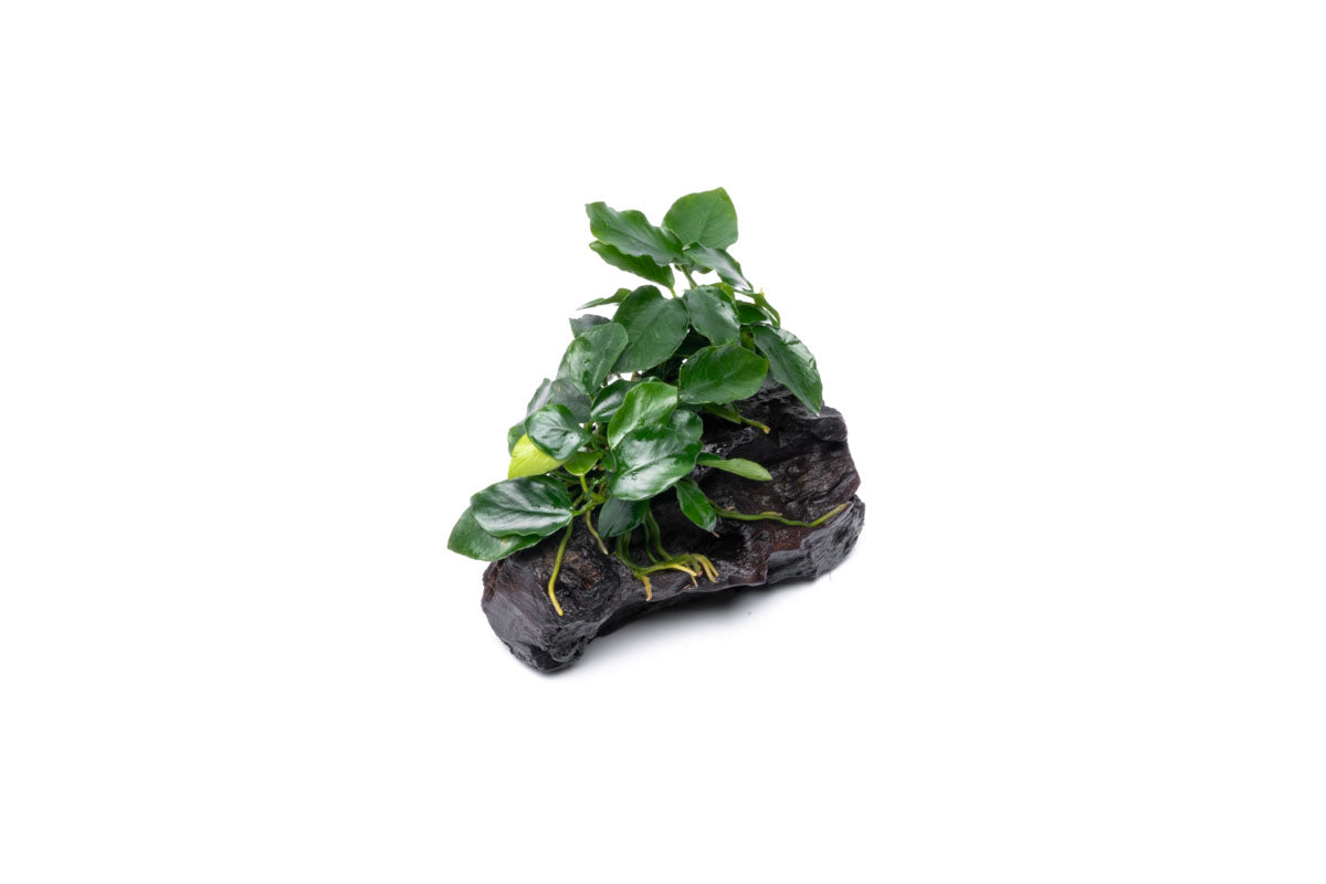 Anubias Nana Long Wavy Easy Aquarium Plant for Planted Tank - Glass Aqua