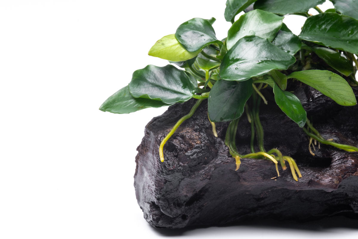 Anubias Nana Long Wavy Easy Aquarium Plant for Planted Tank - Glass Aqua
