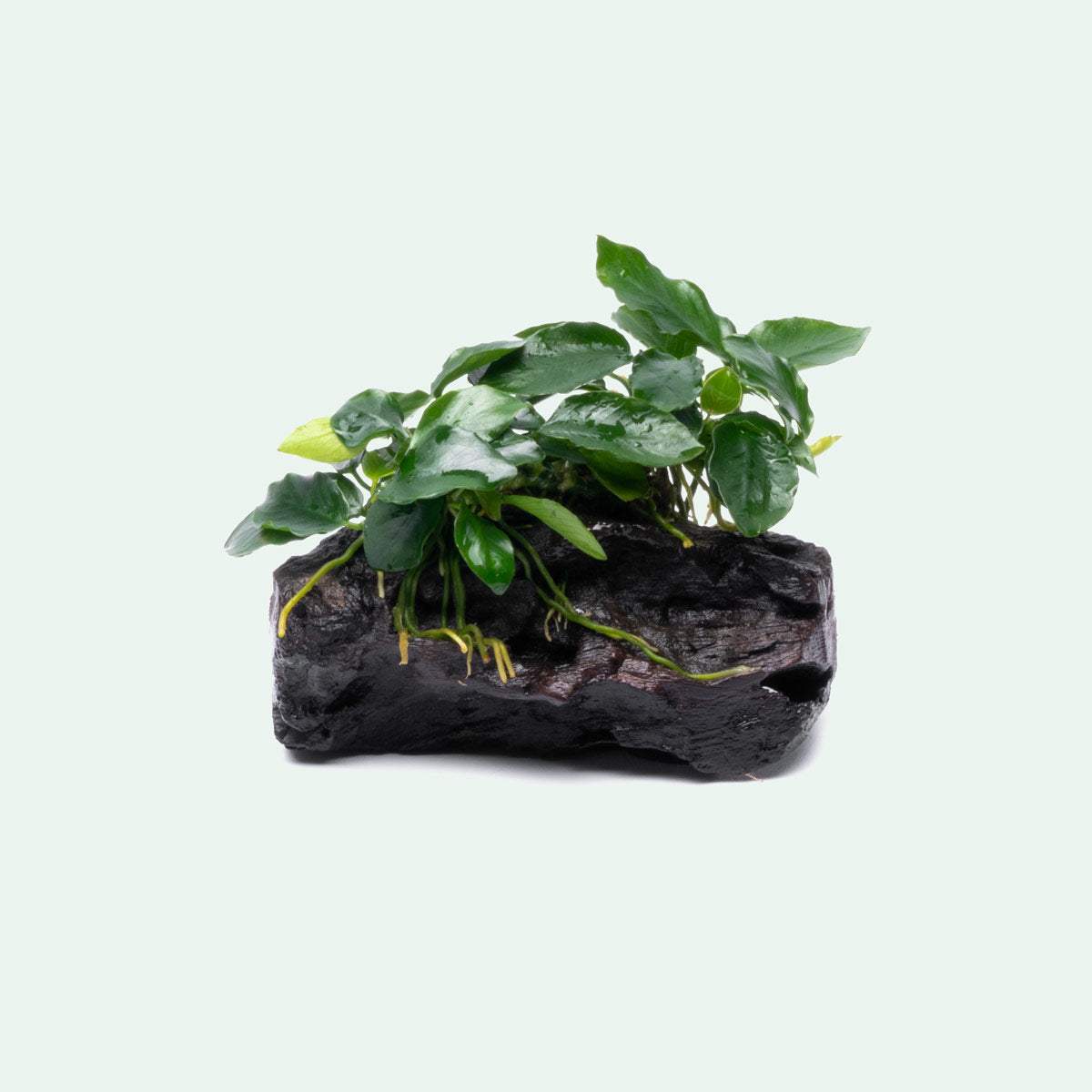 Anubias Nana Long Wavy Easy Aquarium Plant for Planted Tank - Glass Aqua