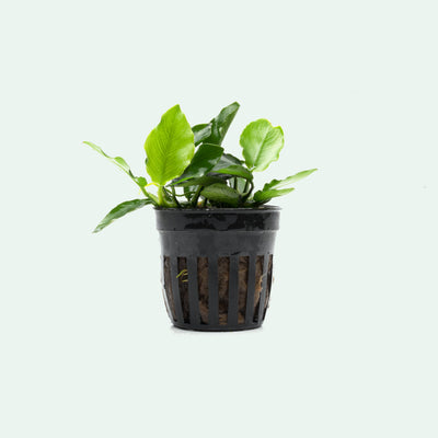 Anubias Nana Long Wavy - Glass Aqua