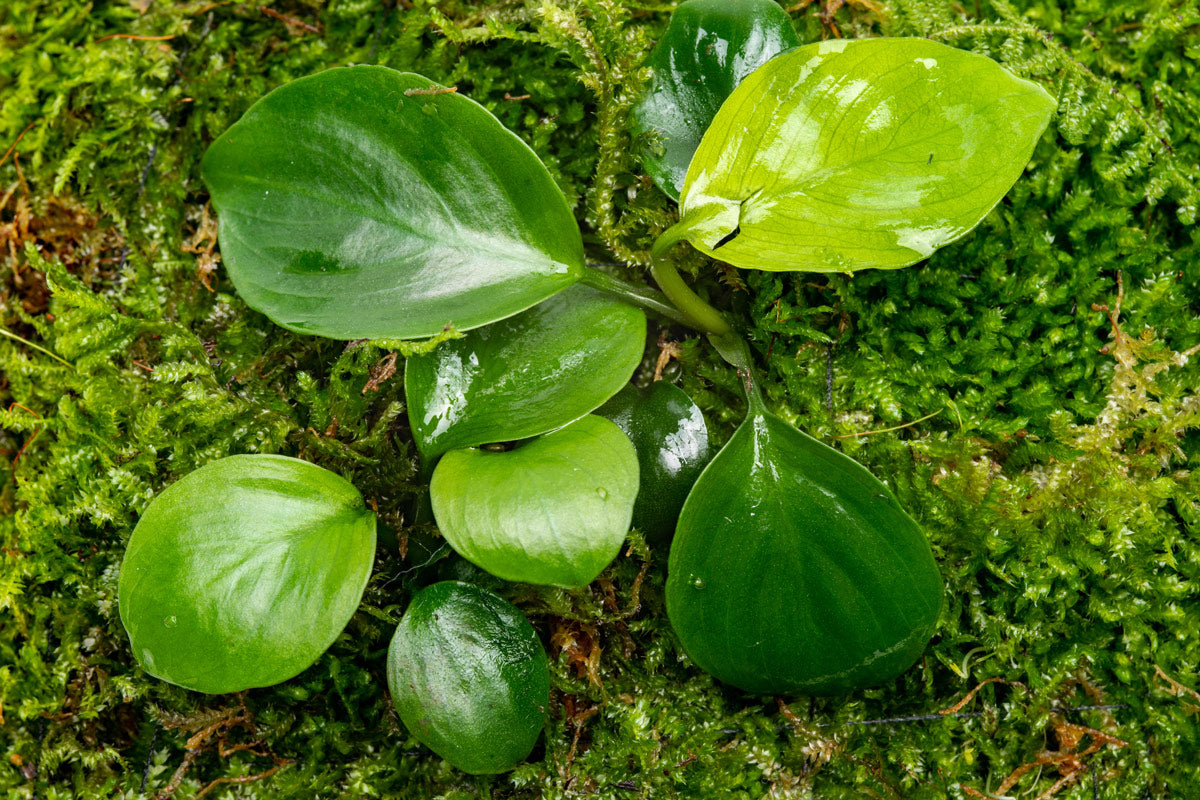 UNS Foresta Paludarium Plant Mat - Shop Paludarium Plants | Glass Aqua