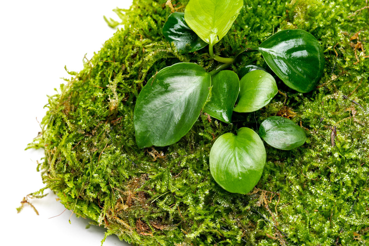 UNS Foresta Paludarium Plant Mat - Shop Paludarium Plants | Glass Aqua