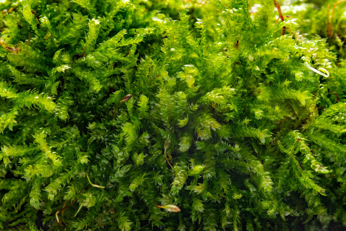 UNS Foresta Paludarium Plant Mat - Shop Paludarium Plants | Glass Aqua