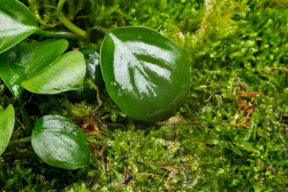 UNS Foresta Paludarium Plant Mat - Shop Paludarium Plants | Glass Aqua