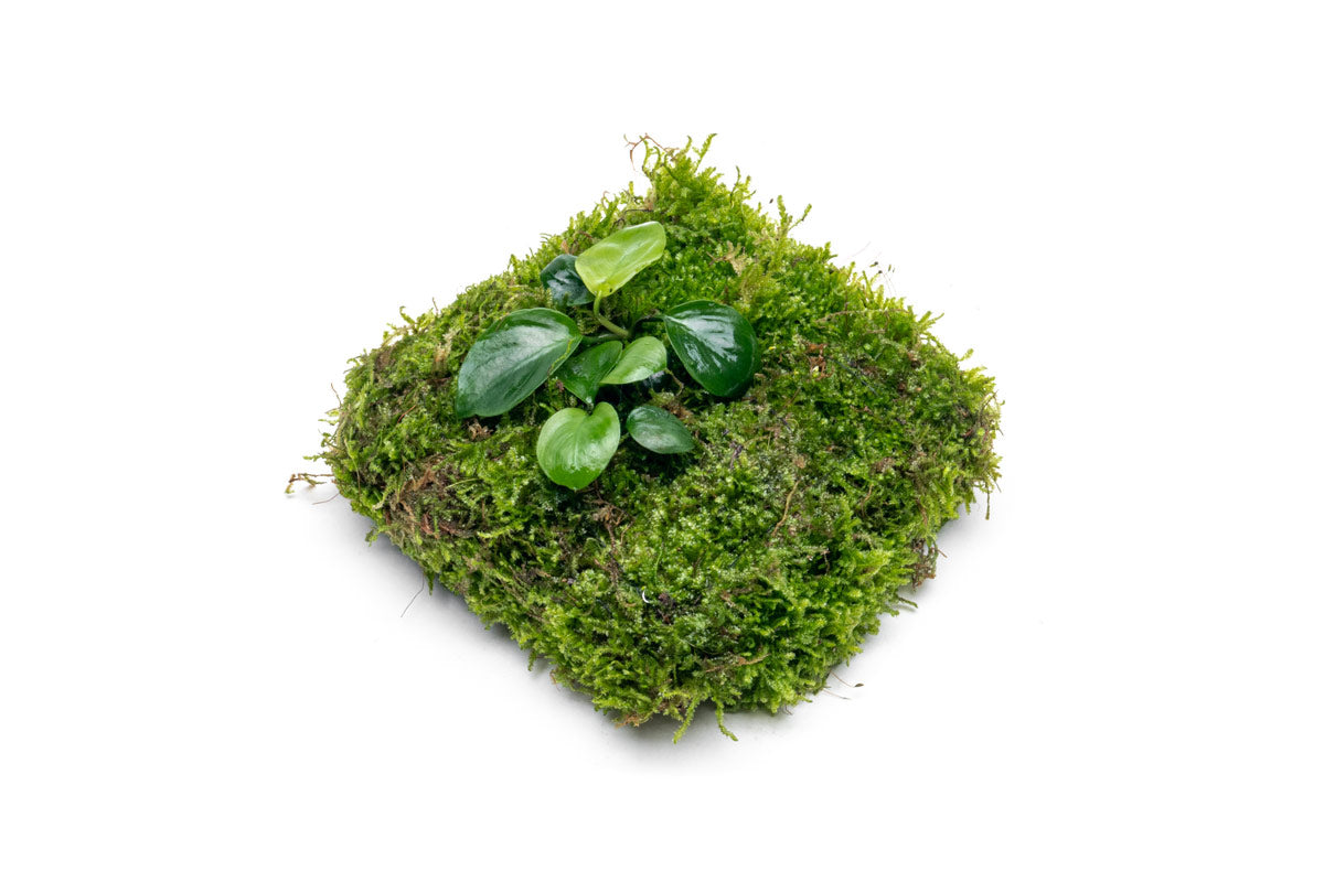 UNS Foresta Paludarium Plant Mat - Shop Paludarium Plants | Glass Aqua