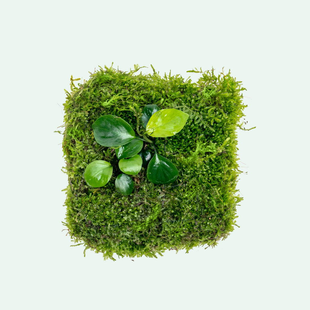 UNS Foresta Paludarium Plant Mat - Shop Paludarium Plants | Glass Aqua