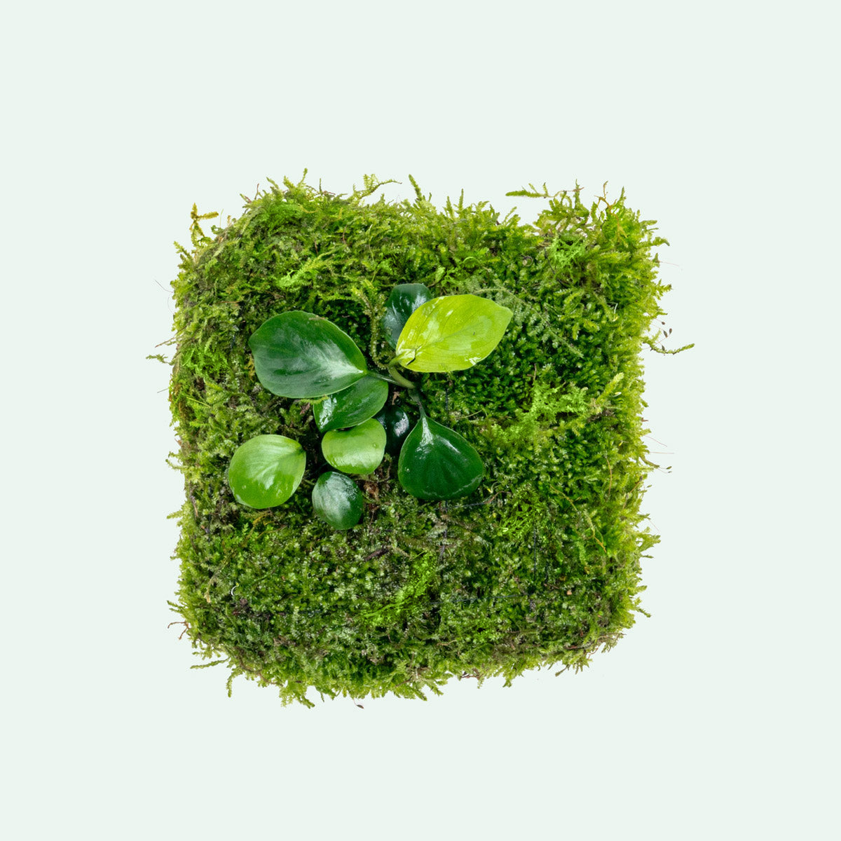 UNS Foresta Paludarium Plant Mat - Shop Paludarium Plants | Glass Aqua