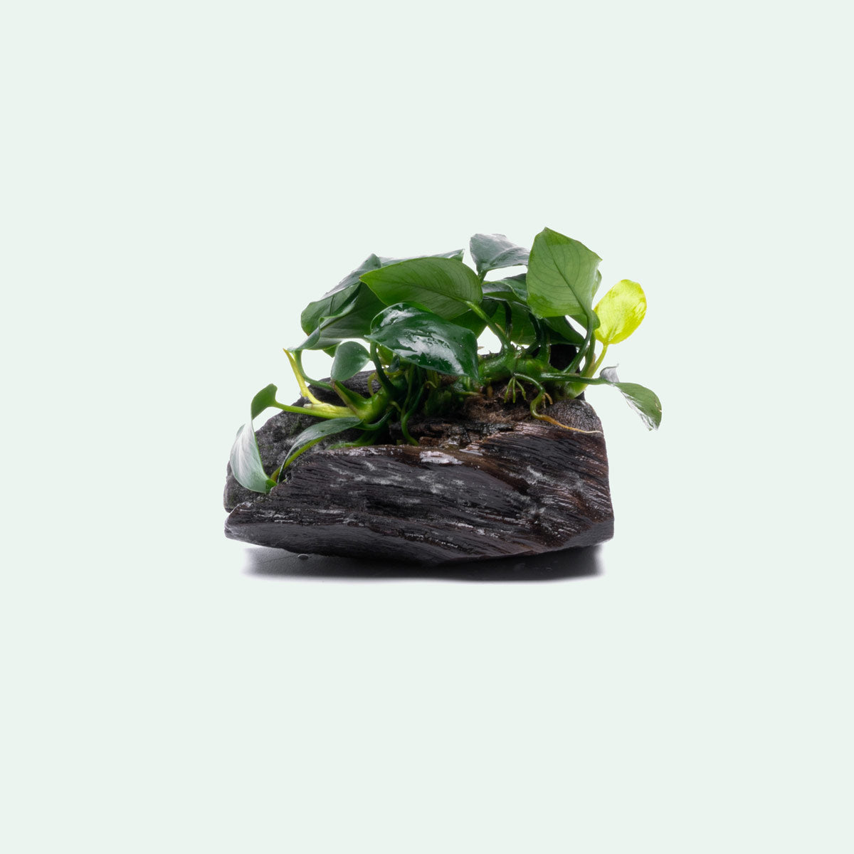 Anubias Nana Easy Aquarium Plant for Planted Tank - Glass Aqua