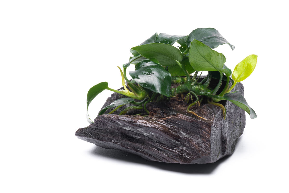 Anubias Nana Easy Aquarium Plant for Planted Tank - Glass Aqua