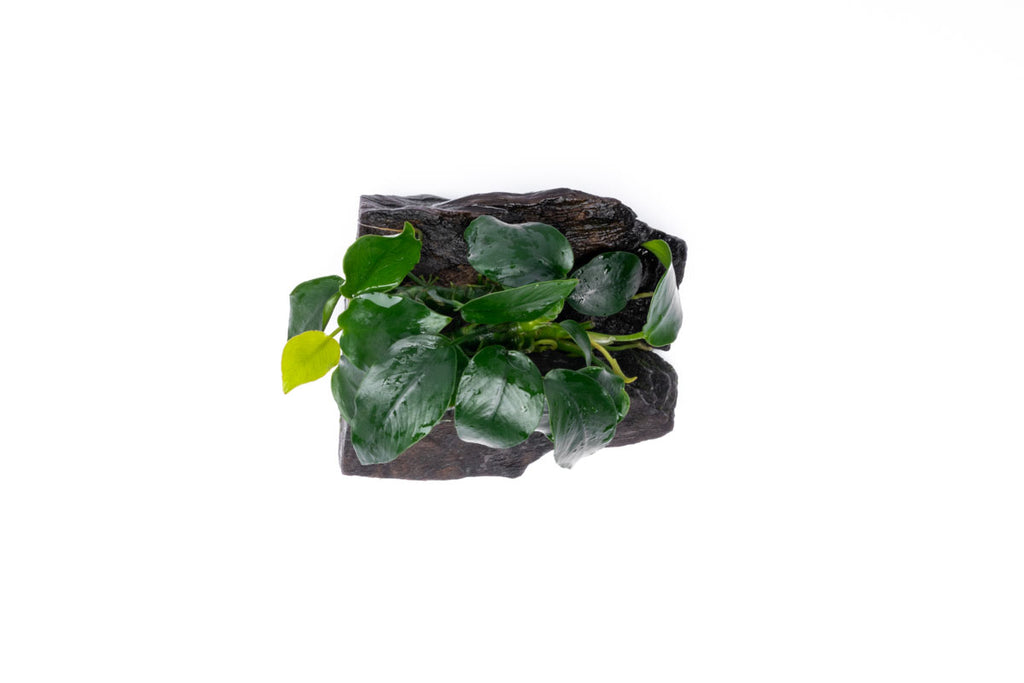 Anubias Nana Easy Aquarium Plant for Planted Tank - Glass Aqua